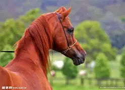PG电子官网-马拉加遗憾失利,争冠希望渐行渐远